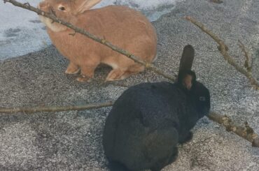 Branch manager and branching assistant