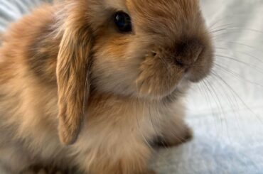 Torted Harlequin or Harlequin