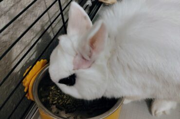 Poor guy has a receding hairline 😔 (he's just shedding don't worry)