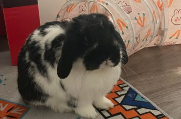 Anyone else have a rabbit named Gunter?
