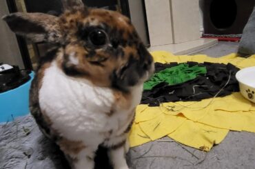 The suspects and the crime