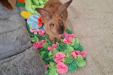 Oz, somewhere over the rainbow 🐇🌈