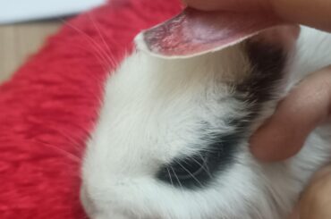 What did he do to his ear