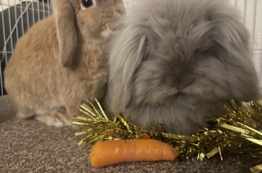 Is it ok to not give fresh veg?