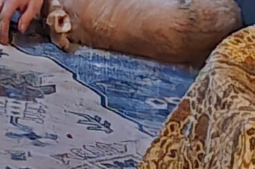 Really bad photo, but cute moment!