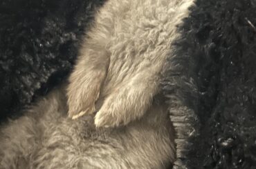 Her wittle wips 🥺