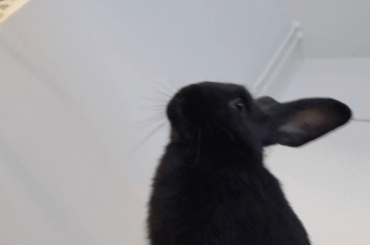 Territorial behaviour from 12 week old rabbit