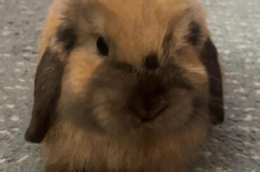 My bunny is changing color