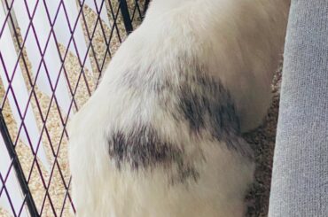 My lop has unlopped.. 👀😳🐰