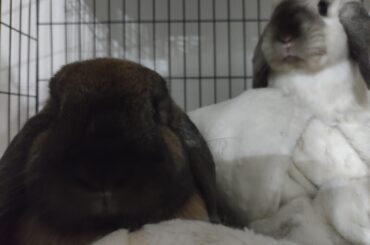 Is it normal for my rabbits to love each other this much?