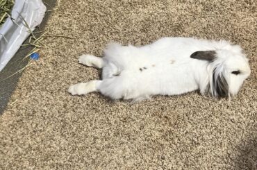 Just a bunny chilling