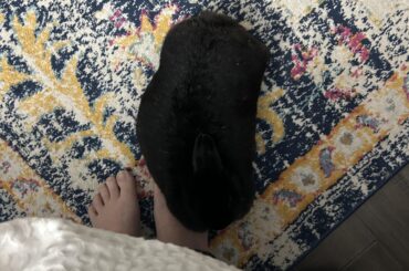 Everyday I ask myself how I got so lucky with Miss Tiggles.