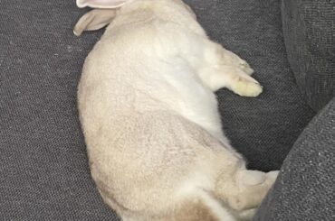 Are dried porcelain berry vines safe to chew and play with?