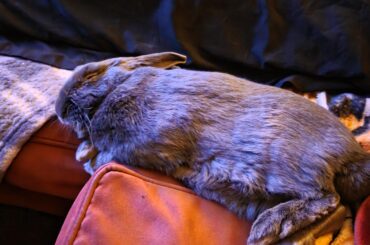 The best flop I've ever caught on camera