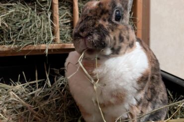 Loki happily munching his hay