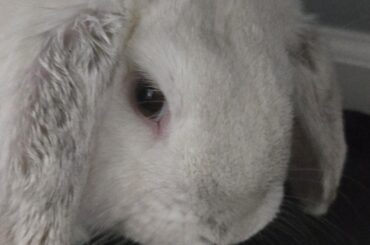 I thought my bunny was a girl this whole time!!!