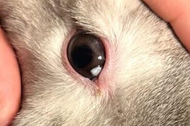 Help idk what’s in my bunnies eye