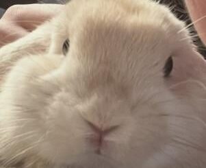 should i get my bun used to being held?