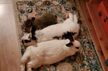 I miss this trio so much