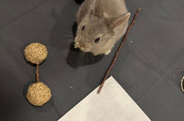 Vet recommendations in Ottawa, Ontario Canada?