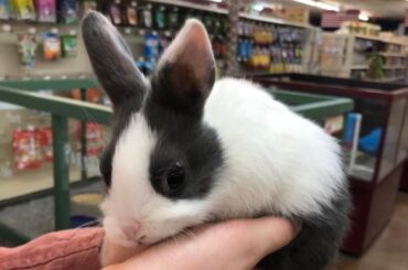 flopsey: my lover boy