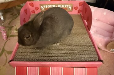 Kissing Booth