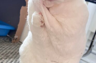 anyone else’s bunny look incredibly fugly while shedding?