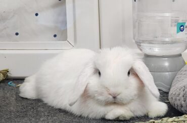 How can I wipe his fur? 😭