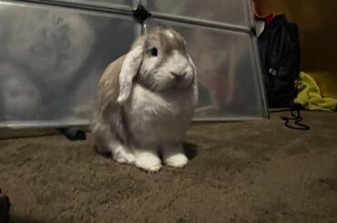 Fleass on your bun bun!!!!!!