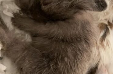 Will my baby bunny get darker or lighter?