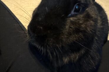 My Rabbit Doesn’t Binkie or run