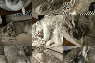 Anyone else’s bun love their bed the way Bramble loves his? 🤍