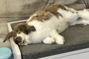 No tittle. Just my knocked out child 🦭💖