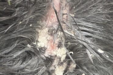 Im not sure what this could be? (Gross image, I’m sorry)