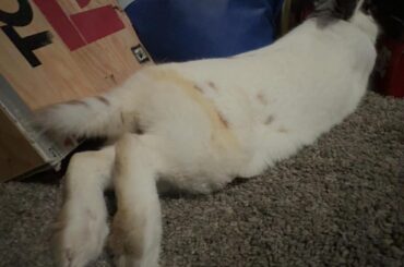 Neighbors has a pet “free range neighborhood” rabbit