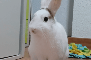 Should I neuter my rabbit?