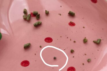 My bun spits out a small stone while eating oxbow garden...