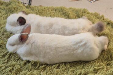 Oblivious to the heatwave