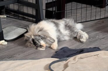 Does anyone else have comfort adverse bunnies? Show off those bunnies!