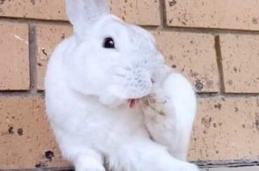 Bunny Tongue -Activated 😛🤪