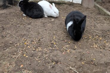 A little late but happy Valentines day from me zoey, Eli and Veronica