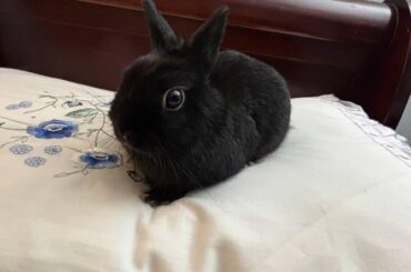 Say hello to Chimi ♥️