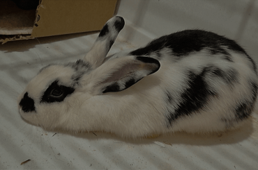 Wondering what breed my lil guy would be? Im definitely seeing some Chequered Giant, but again im not sure as his nose and ears dont have that much black.