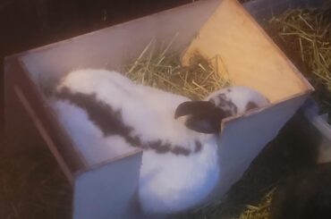 My baby died yesterday