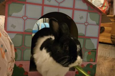 This princess loves her new house 🥺