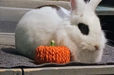 My nephew and his pumpkin