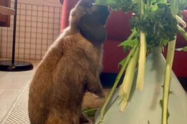 Our little Baby Sloth