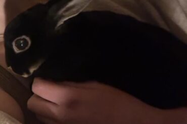 Blindness is older rabbits