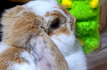 Just Panya and his toy 😆