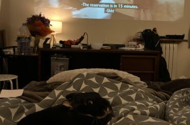 Why does my Rabbit smell sweet?